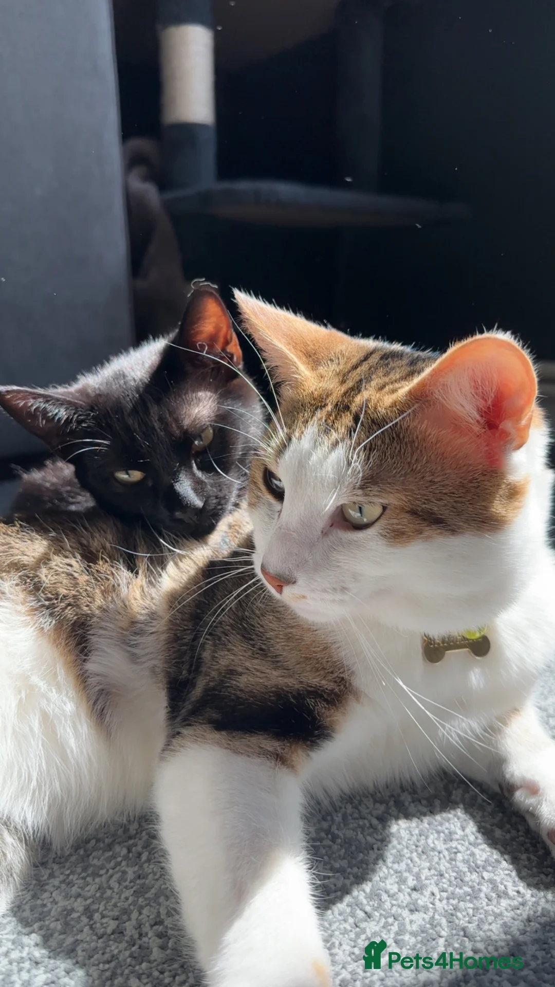 Mixed Breed cats for sale: Beautiful kits in Stafford - Advert 2