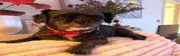 Mixed Breed dogs for adoption: Millie-Moo - Shih Tzu Cross for Adoption in Bristol - Advert 1