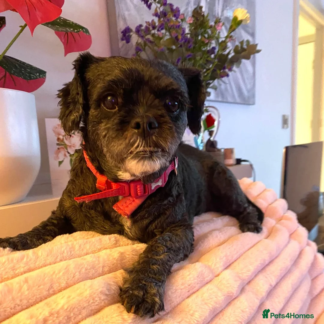 Mixed Breed dogs for adoption: Millie-Moo - Shih Tzu Cross for Adoption in Bristol - Advert 1