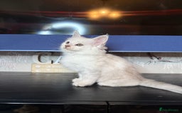 Maine Coon cats for sale: Outstanding Blue Silver Shaded Maine Coon Kittens - Image 18