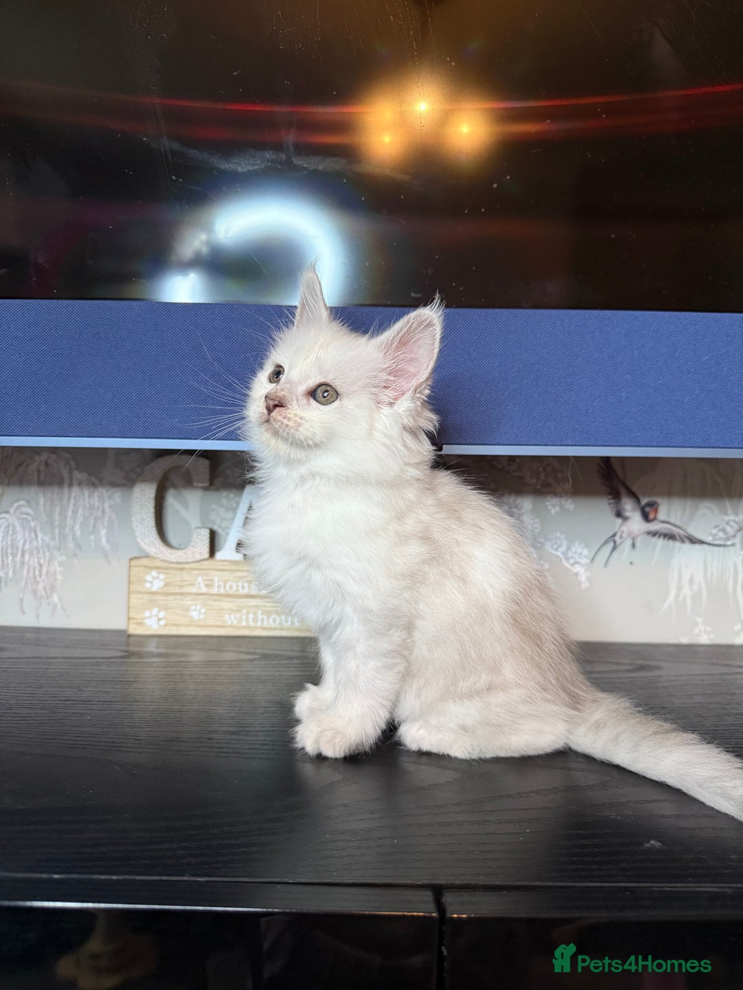 Maine Coon cats for sale: Outstanding Blue Silver Shaded Maine Coon Kittens - Image 18