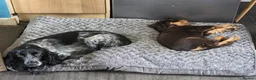 Cocker Spaniel dogs for sale: Ready now beautiful cocker spaniel pups  - Advert 3