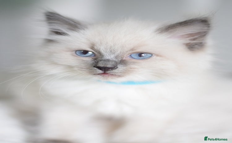 Ragdoll cats - Advert 5