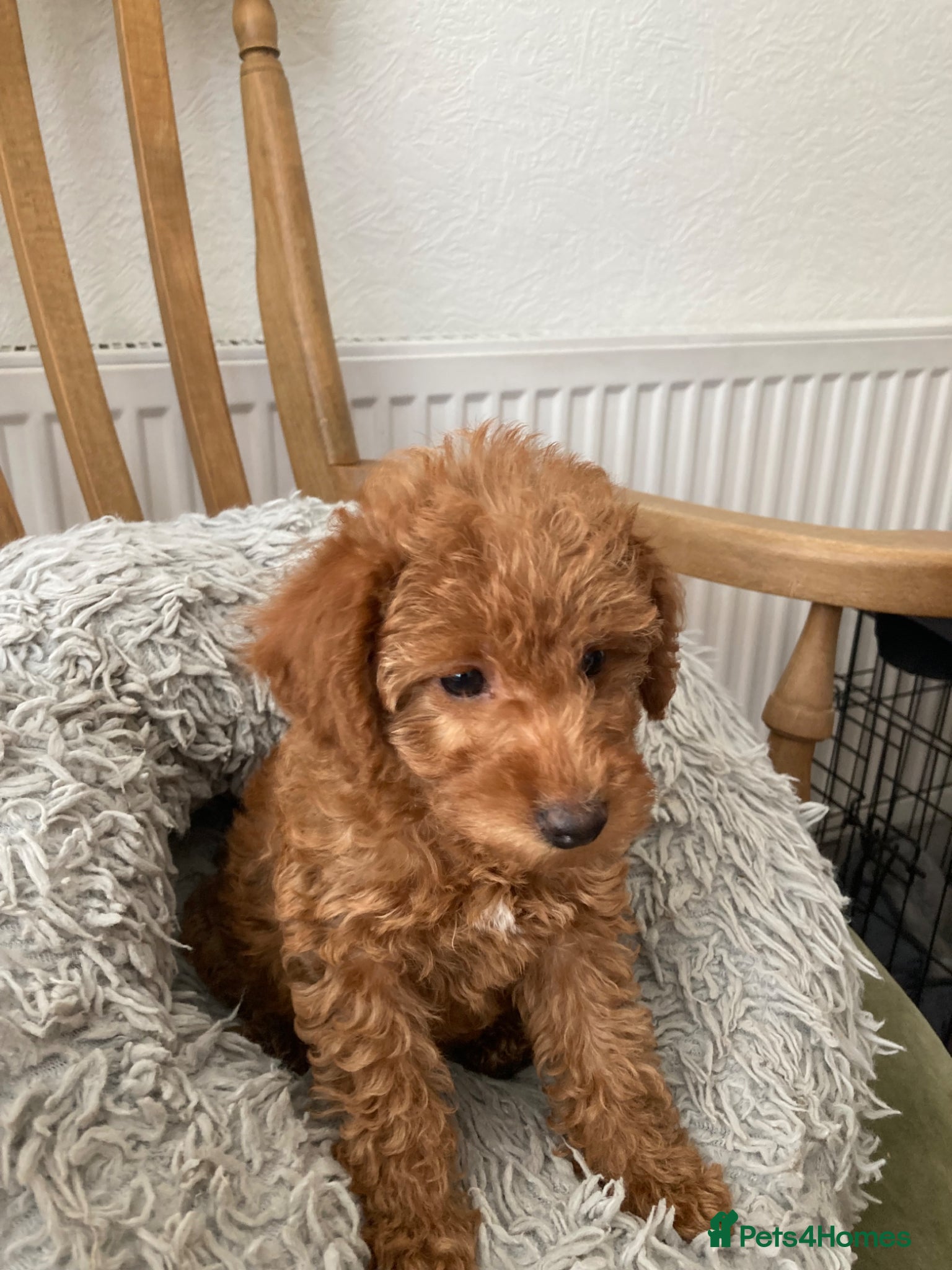 Toy Poodle dogs Toy poddle - Advert 2