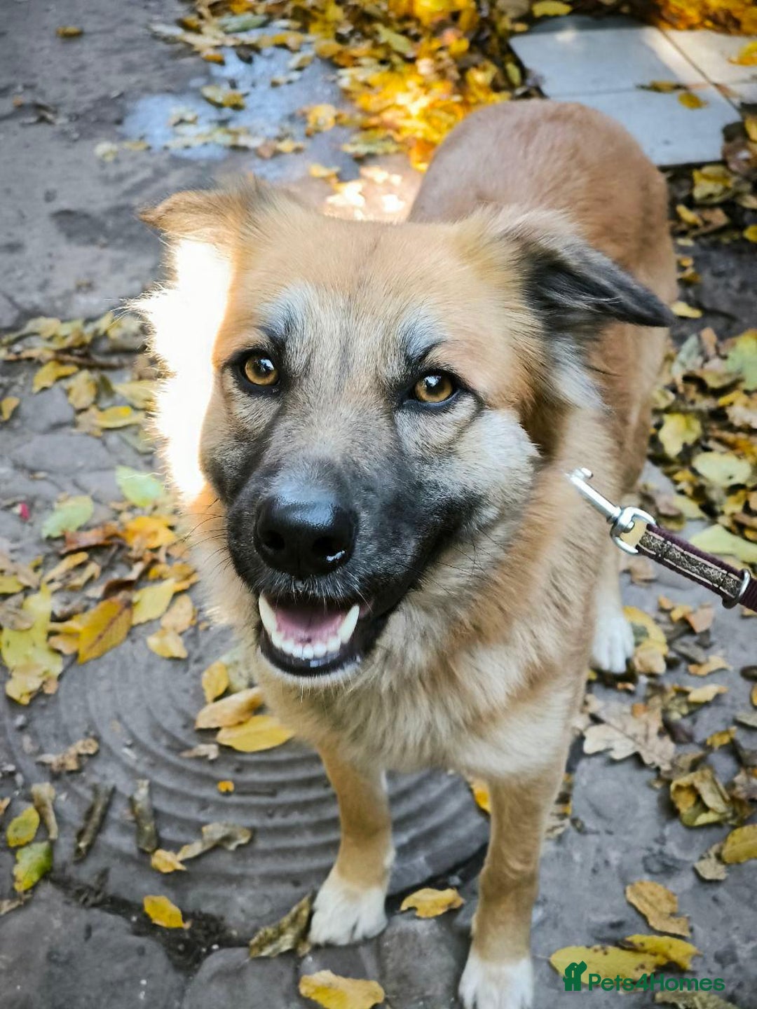 Mixed Breed dogs for adoption: 🐶💖 SOFIE 💖🐶 - Advert 11