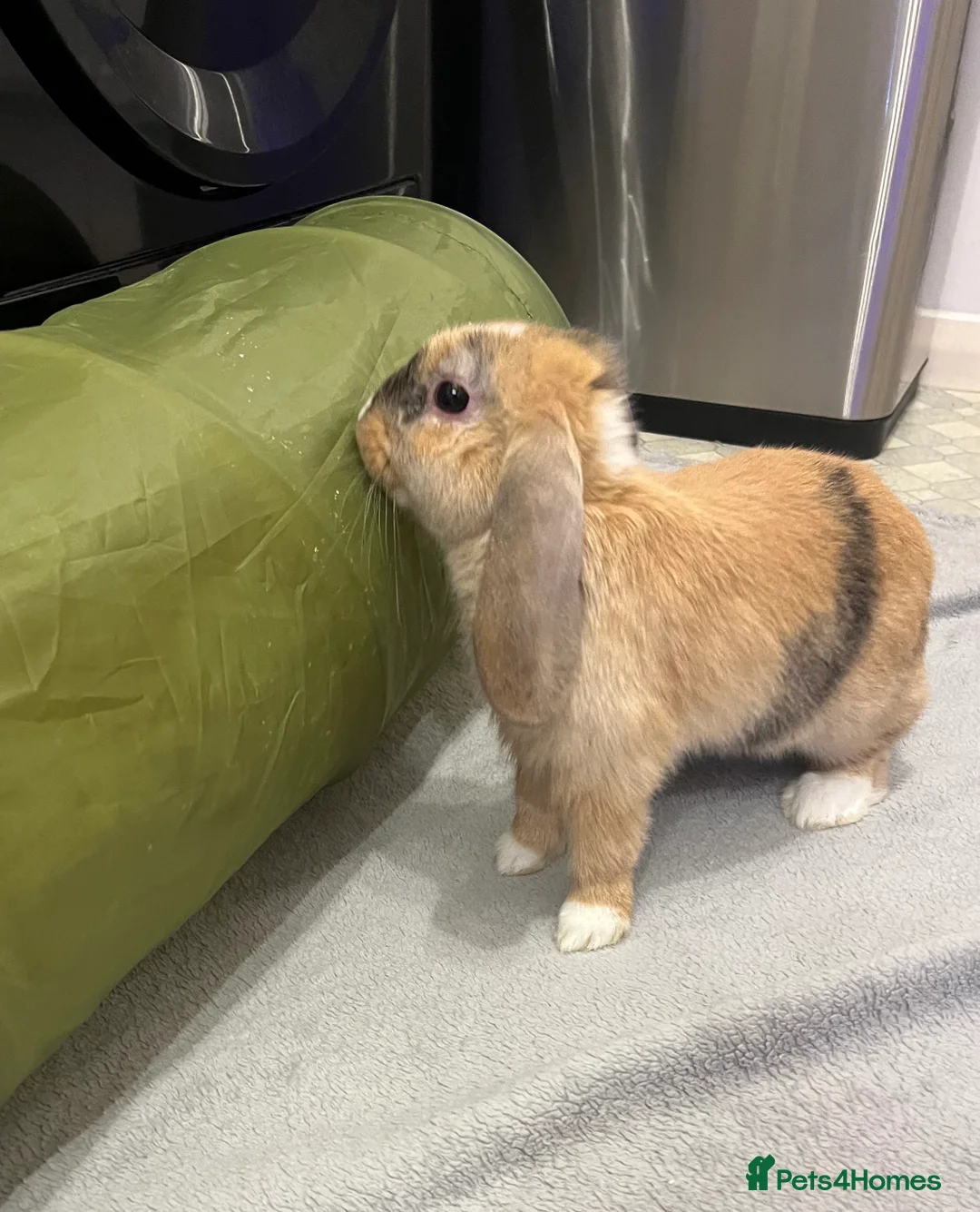 Mixed Breed rabbits for sale: Handsome male lop bunny - 13 weeks old  - Advert 5