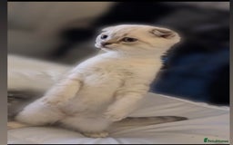 Scottish Fold cats for sale: Scottish fold mix British short hair male kitten  - Image 1