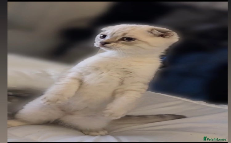 Scottish Fold cats - Advert 3