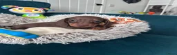 Miniature Dachshund dogs for sale: 🐾 Beautiful Miniature Dachshund Puppies  - Advert 11