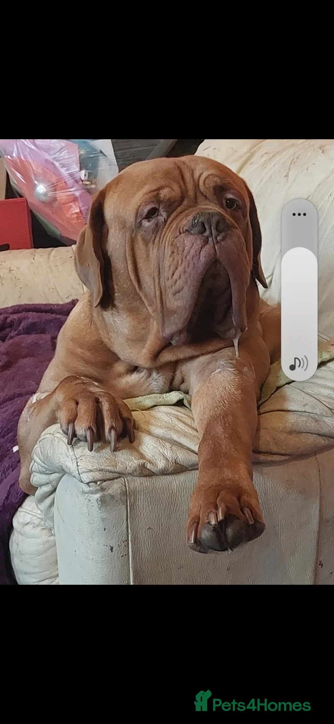 Dogue De Bordeaux dogs for sale: Dogue de bordeaux 4.5 years male - Advert 2