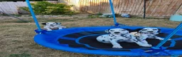 Dalmatian dogs for sale: 1 boy , 2 girls left  - Advert 10
