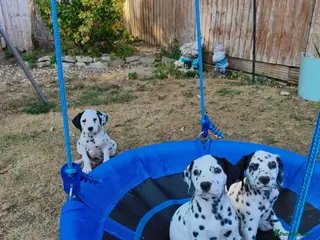 Dalmatian dogs 1 boy , 2 girls left - Advert 2