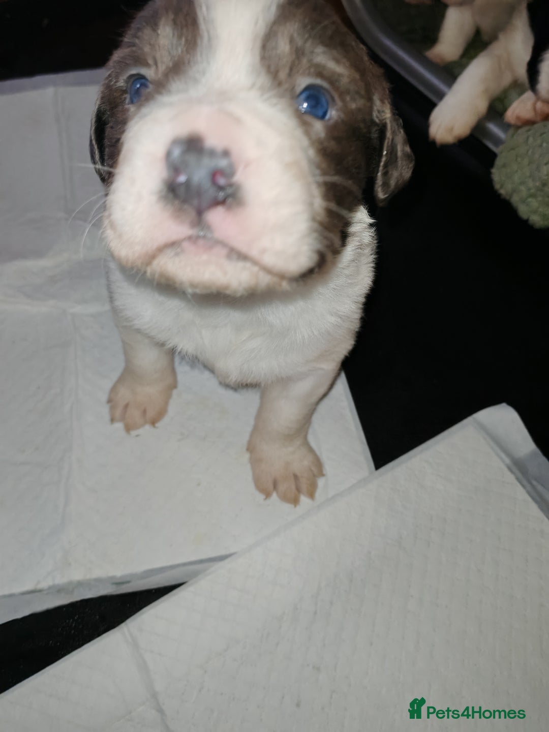 Mixed Breed dogs for sale: Old tyme bulldog x Border collie - Advert 10