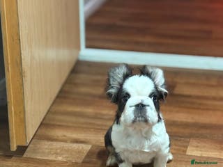 French Bulldog dogs Luxury Female full fluffy panda husky - Advert 15