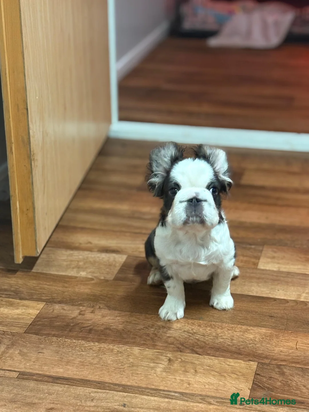 French Bulldog dogs for sale: Luxury Female full fluffy panda husky  - Advert 1