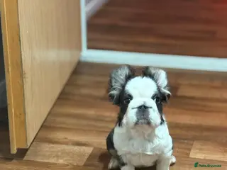 French Bulldog dogs Luxury Female full fluffy panda husky - Advert 16