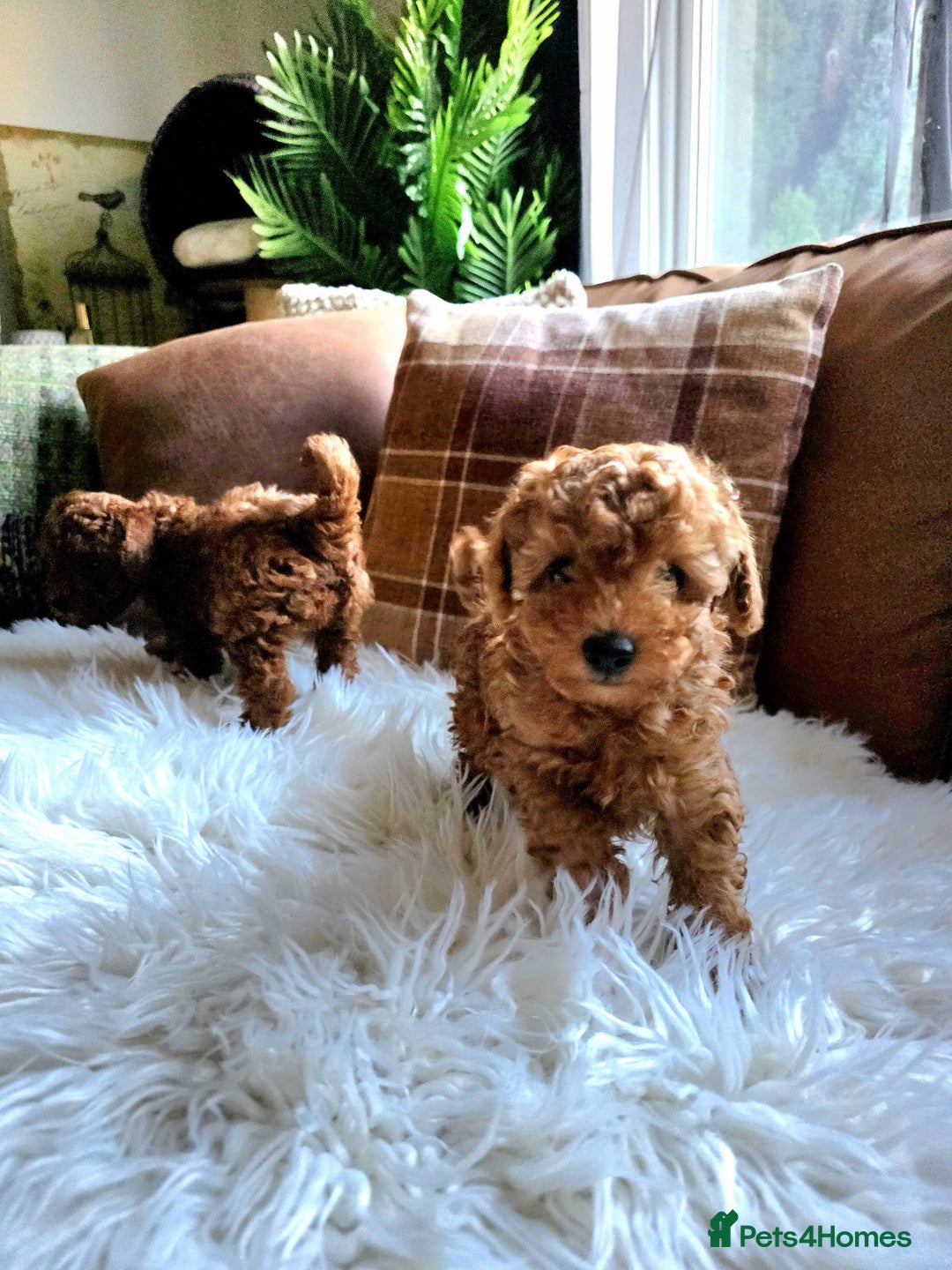 Toy Poodle dogs for sale: TINY RED KC PEDIGREE TOY POODLE PUPPIES - Advert 5