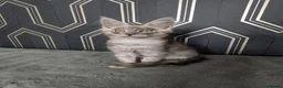 Maine Coon cats for sale: Ready soon beautiful Maine coon males  - Advert 30