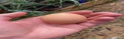 Chickens poultry for sale: 5x chickens (all hens at point of lay) - Advert 9