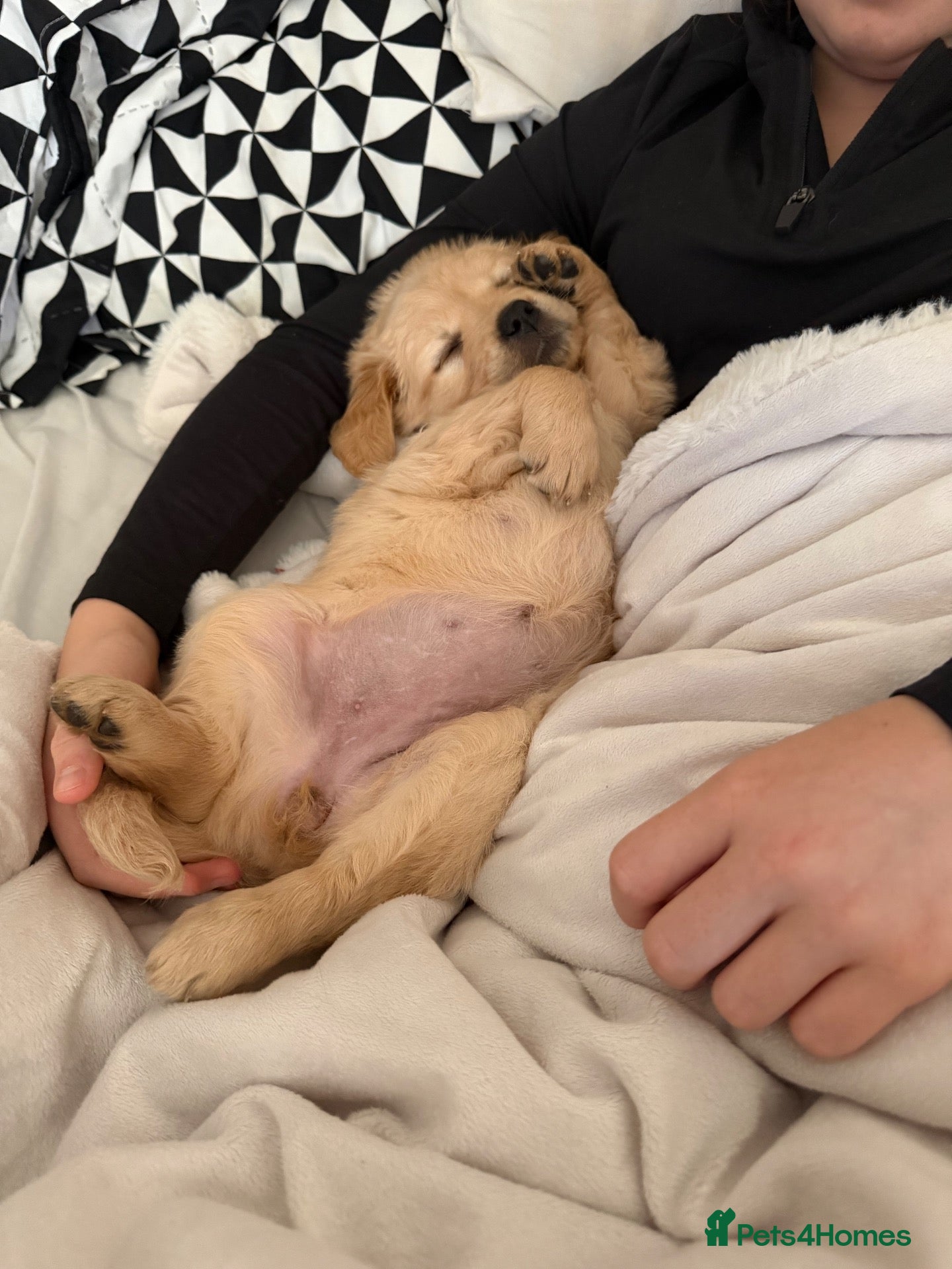 Golden Retriever dogs 1 Female left ready to go Saturday 19th🐶 🦴 - Advert 10