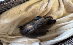 Guinea Pig rodents for sale: Beautiful baby guinea pigs for sale  - Image 14