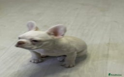 French Bulldog dogs for sale: french bulldog boy  - Advert 3