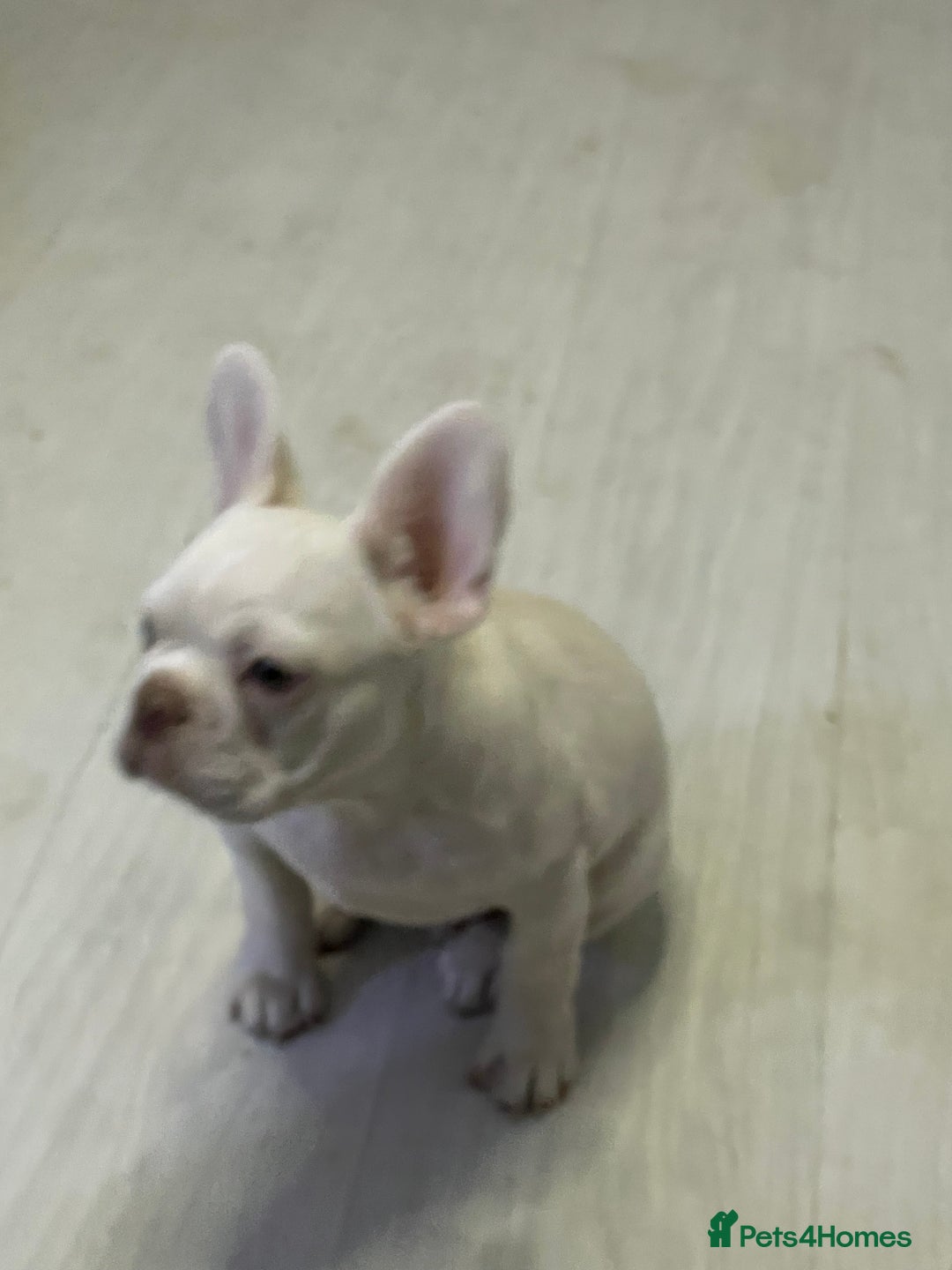French Bulldog dogs for sale: french bulldog boy  - Advert 3