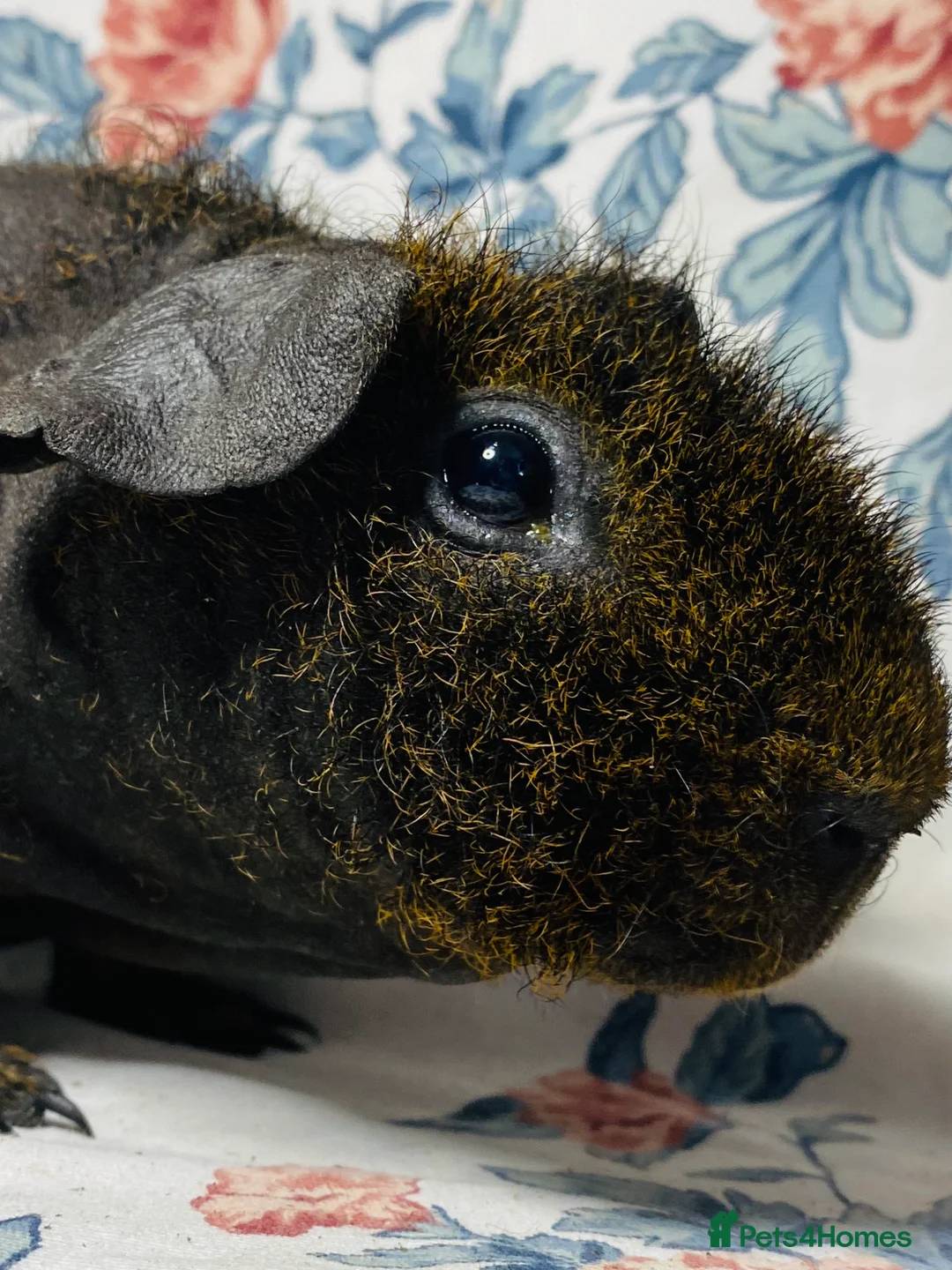 Guinea Pig rodents for sale: Pair of stunning skinny and werewolf young boys - Advert 11