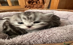 British Shorthair cats for sale: Silver Tabby also Brown Spotted Kittens - Image 23