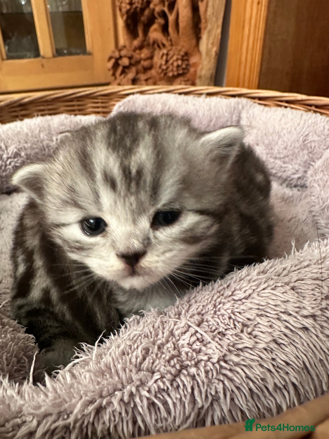 British Shorthair cats for sale: Silver Tabby also Brown Spotted Kittens - Image 23