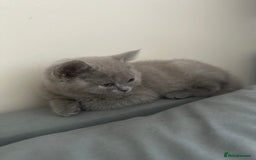 Scottish Fold cats for sale: Cute Scottish kittens READY to go  - Image 17