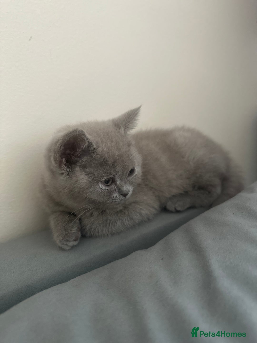 Scottish Fold cats for sale: Cute Scottish kittens READY to go  - Image 17