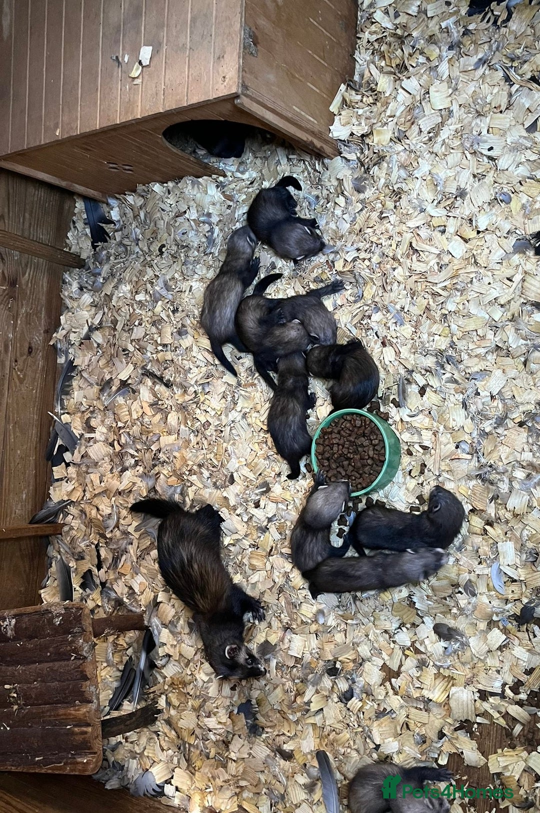 Ferret rodents for sale: Ferret kits - Image 2