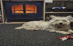 West Highland Terrier dogs for sale: Westie for sale £750 no offers. - Image 7