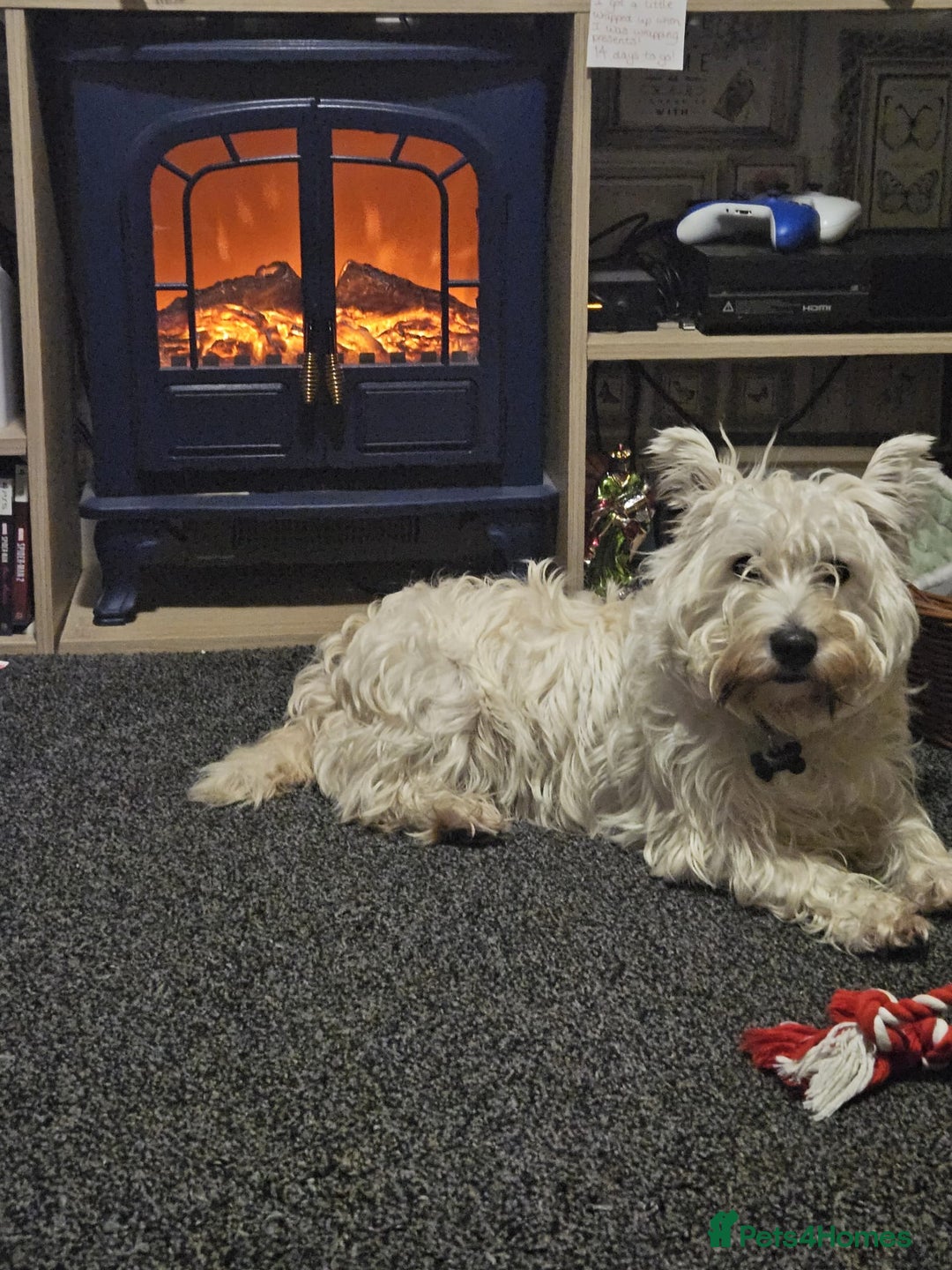 West Highland Terrier dogs for sale: Westie for sale £750 no offers. - Image 7