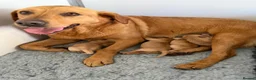 Labrador Retriever dogs for sale: 1st Class ⭐️⭐️⭐️⭐️⭐️ Licensed - Advert 2