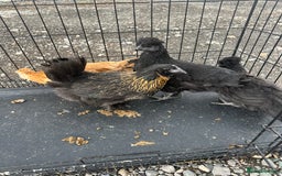 Chickens poultry for sale: Lots of Poultry Chickens available  - Image 13