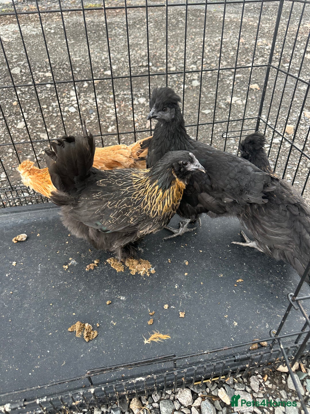 Chickens poultry for sale: Lots of Poultry Chickens available  - Image 13
