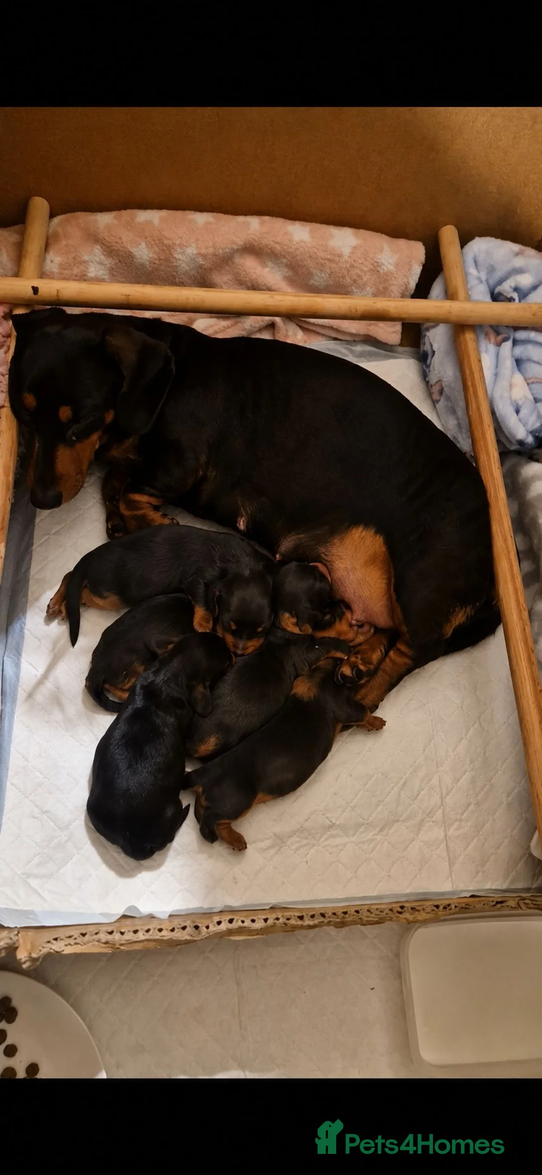 Miniature Dachshund dogs for sale: Champion line show Mini Smooth-Haired Dachshund  - Advert 11