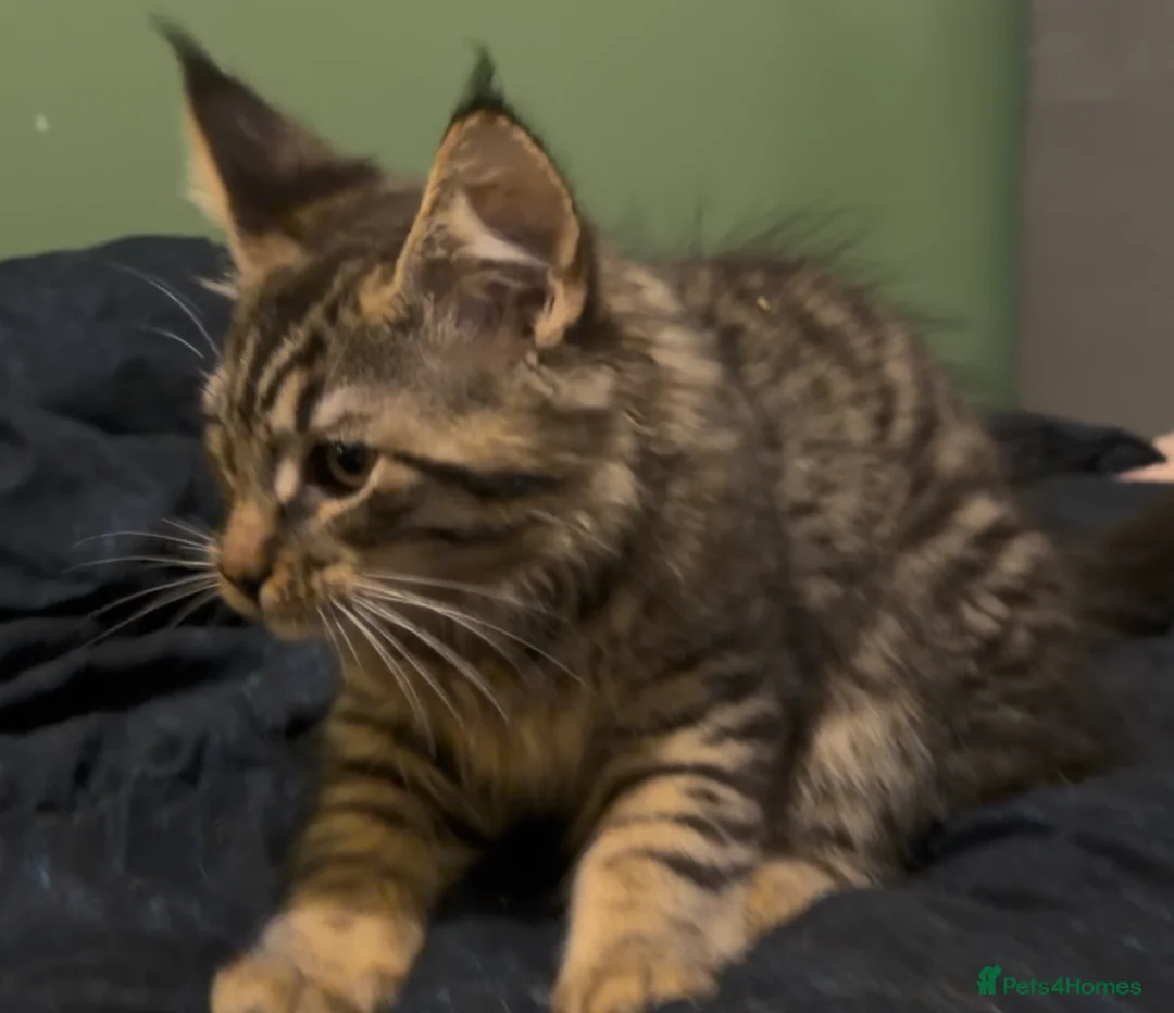 Maine Coon cats for sale: FINAL BOY! Maine Coon Cross Kitten Ready Now!  - Advert 10