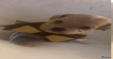 Maltipoo dogs ♦️🐾 Miniature F1 Maltipoo Pedigree & DNA Tested ✅ - Advert 16