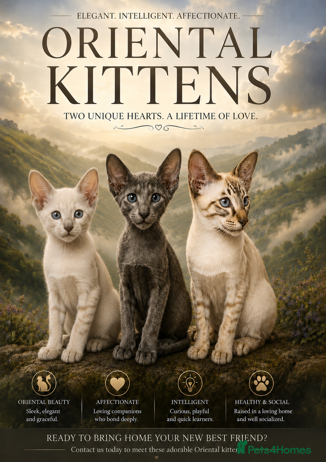 Oriental cats Supreme pedigree GCCF registered oriental kittens - Advert 14