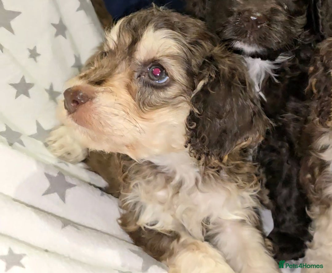 Cockapoo dogs for sale: 🐾 F1 Cockapoo Puppies – Ready Now! 🐾 - Image 4