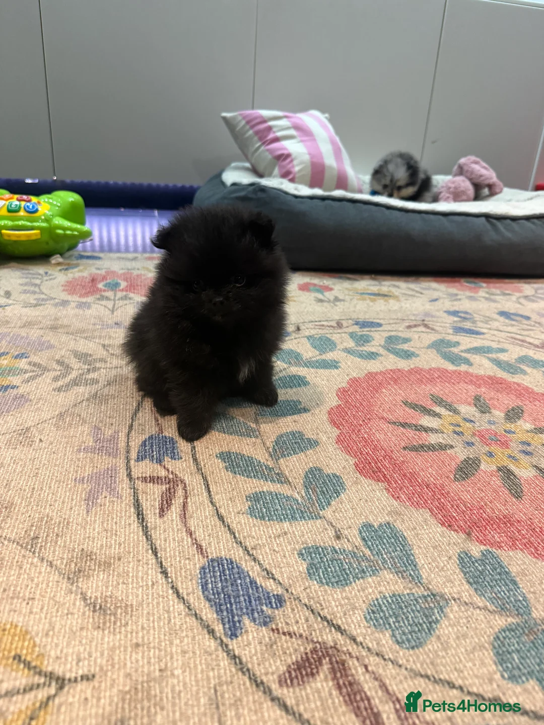 Pomeranian dogs for sale: 🐾 Adorable Teddy Pomeranian Puppies  🐾 - Advert 5