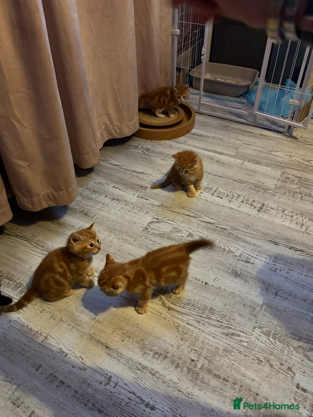 Ragdoll cats for sale: !!!Ready to reserve Ragdoll babies!!!  - Advert 6