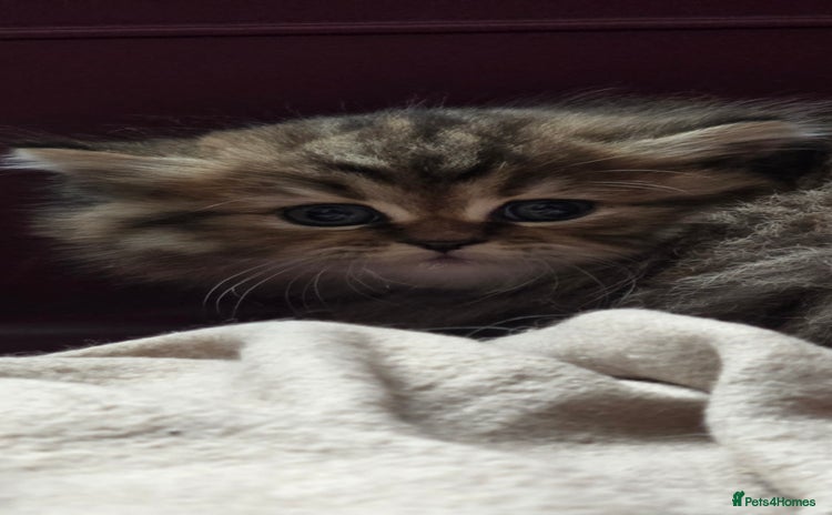 British Longhair cats - Advert 5