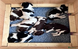 English Springer Spaniel dogs for sale: Springer Spaniels - Image 22