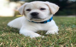 Labrador Retriever dogs for sale: Labrador Retriever Puppies For Sale. - Image 3