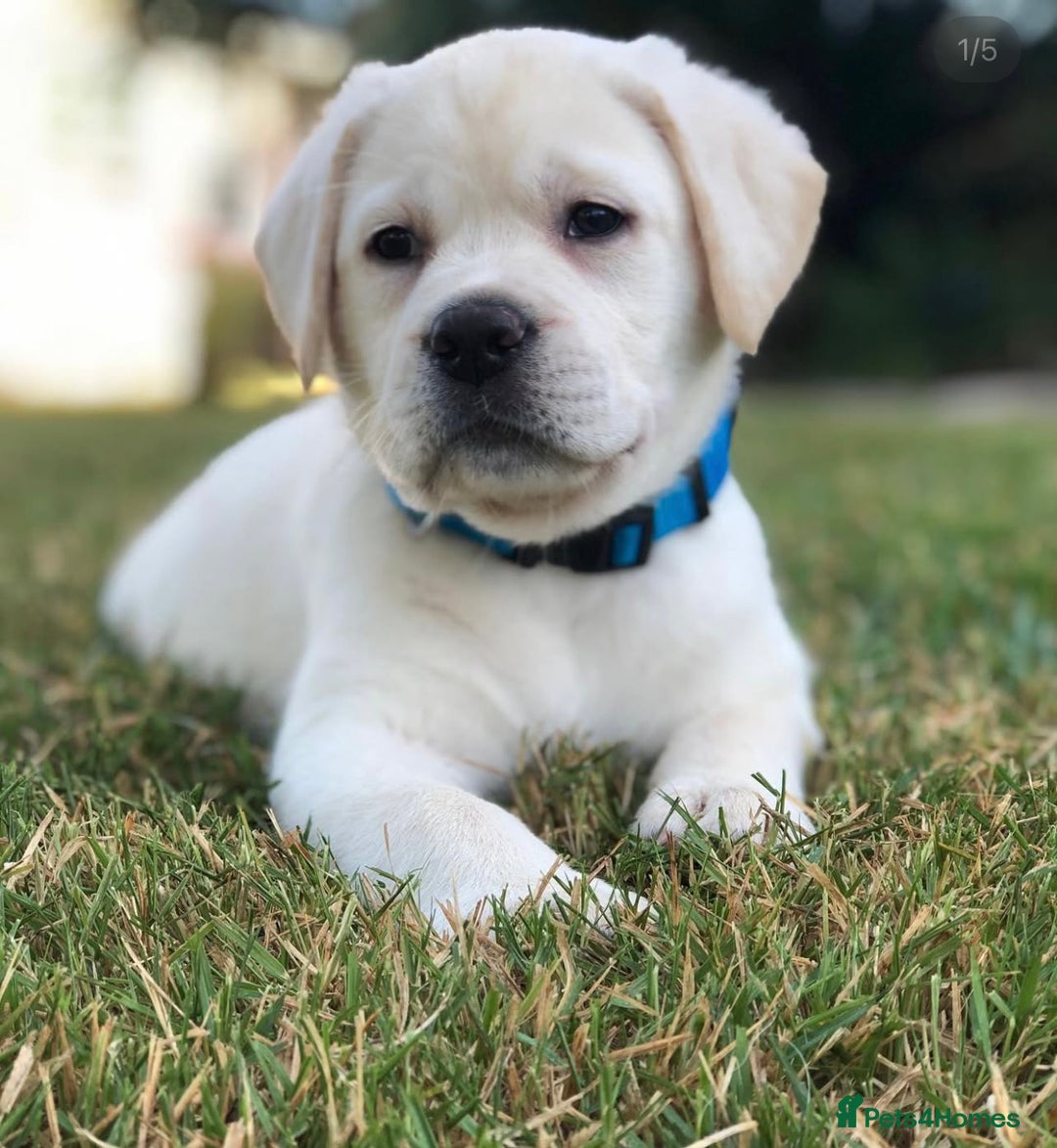 Labrador Retriever dogs for sale: Labrador Retriever Puppies For Sale. - Image 3