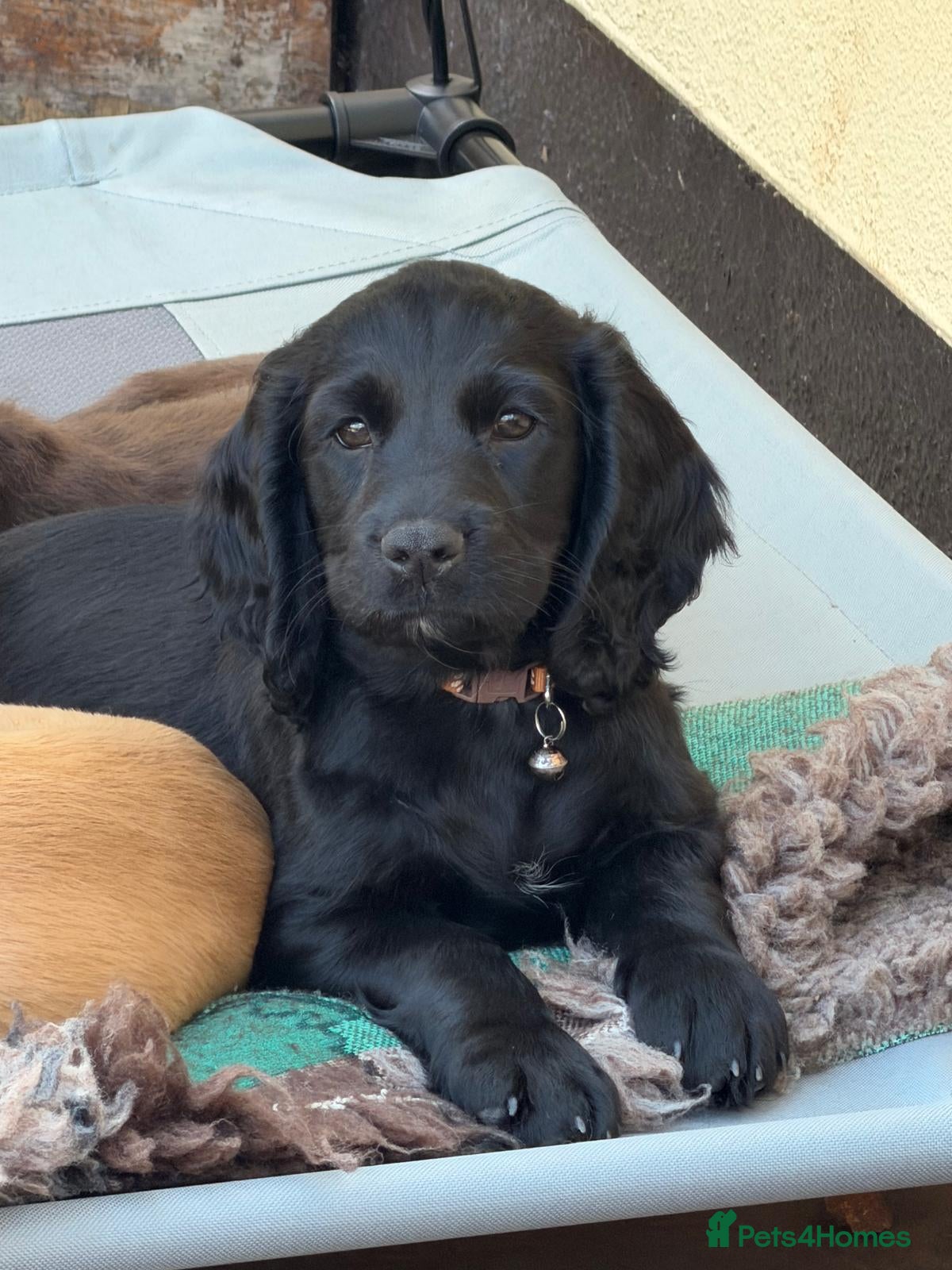 Cocker Spaniel dogs KC Reg - Working Cocker Spaniel Dog Pup - Advert 4